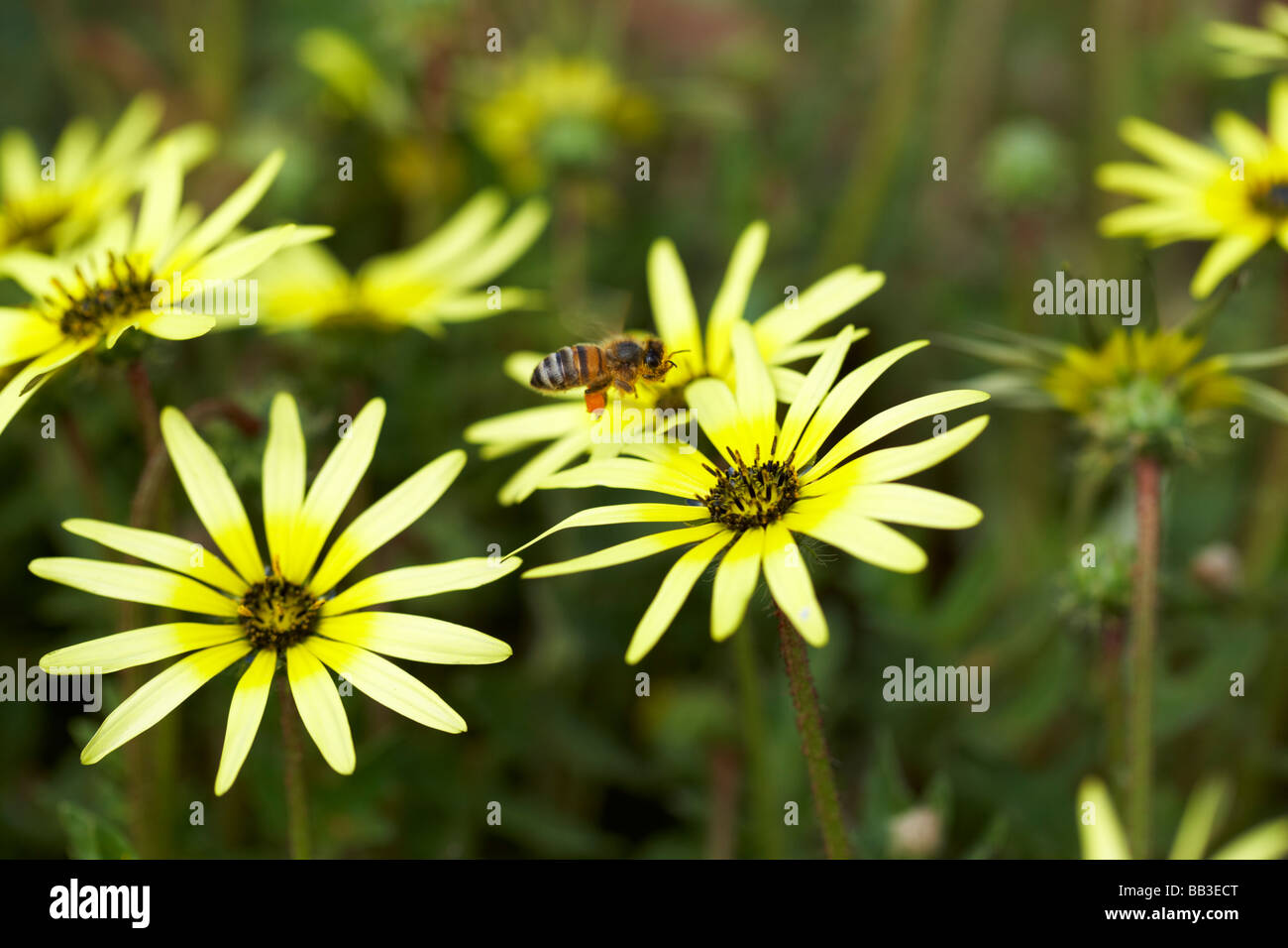 Frühling Wildblumen Western Australien Cape Unkraut Arctotheca Ringelblume Stockfoto