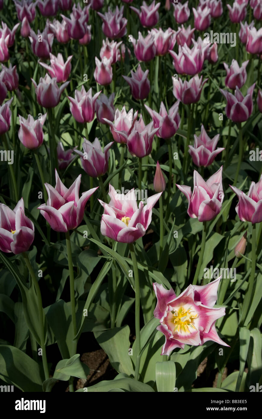 Tulipa 'Ballade' - Lily geblüht (div. 6) Stockfoto