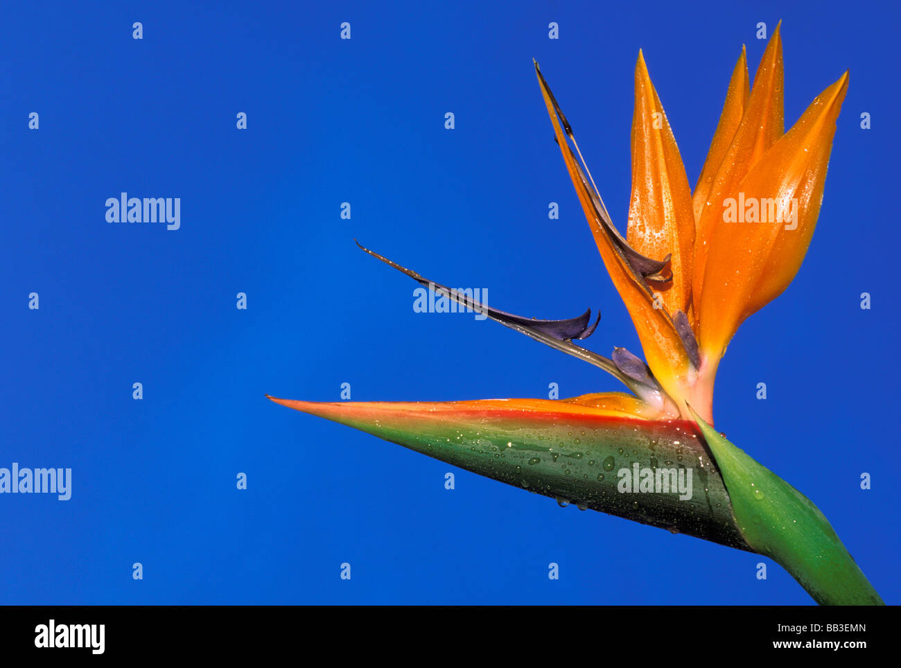 USA, Hawaii. Bird Of Paradise Stockfoto