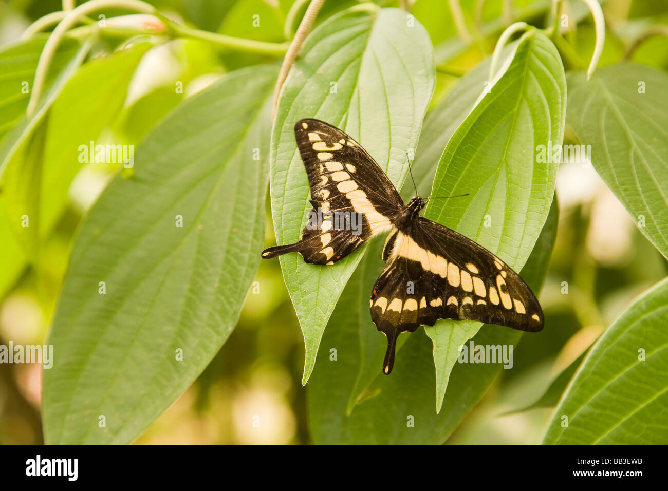Schmetterling auf Blatt in Nahaufnahme Stockfoto
