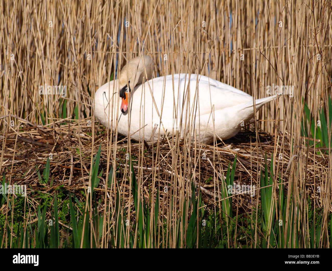 Höckerschwan, Cygnus Olor, sitzt auf seinem Nest unter Schilf Stockfoto