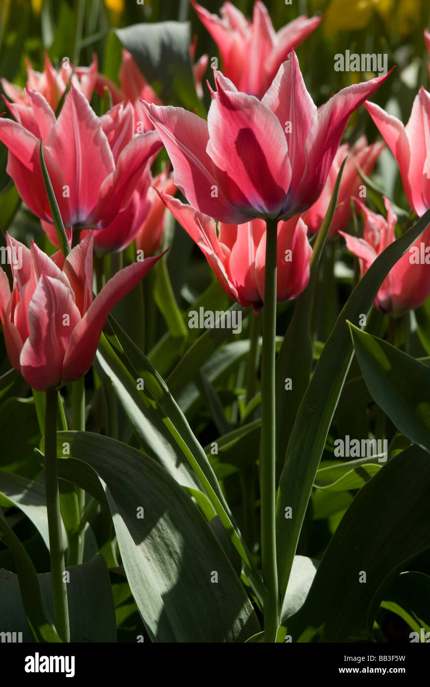 Tulipa 'Yonina' - Lily geblüht (div. 6) Stockfoto