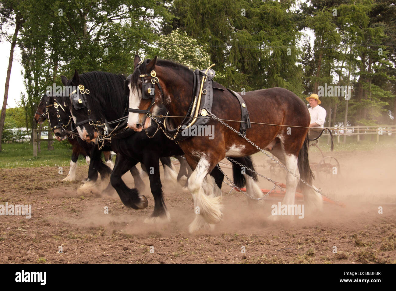 Schwere Pferde zeigen Arbeiten ein Feld in Nottinghamshire County show 2009 Stockfoto