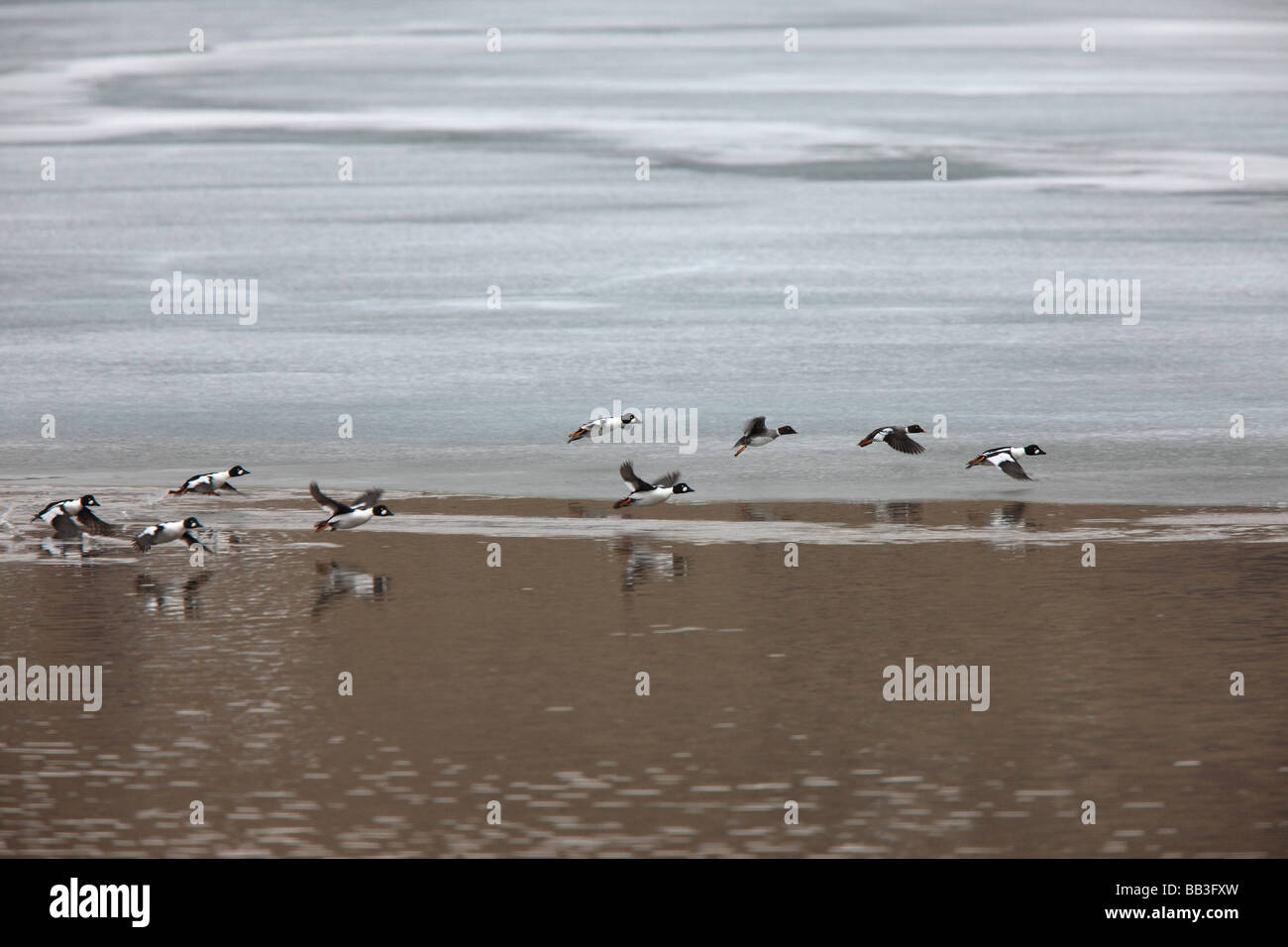 Gemeinsamen Golden Eye im Flug Stockfoto