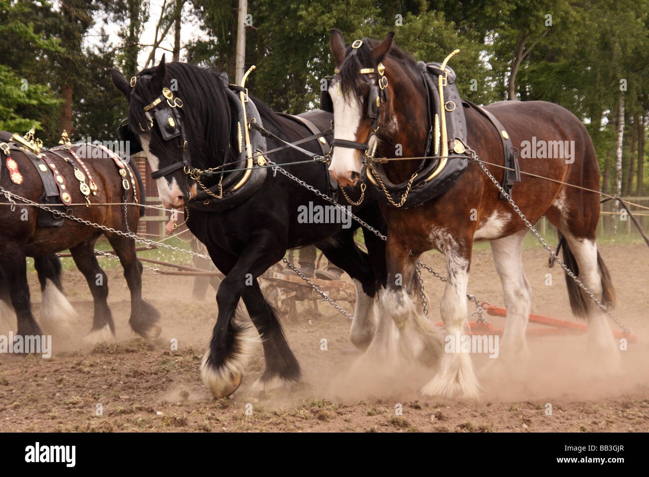 Schwere Pferde arbeiten die Felder auf der Grafschaft Nottinghamshire Stockfoto