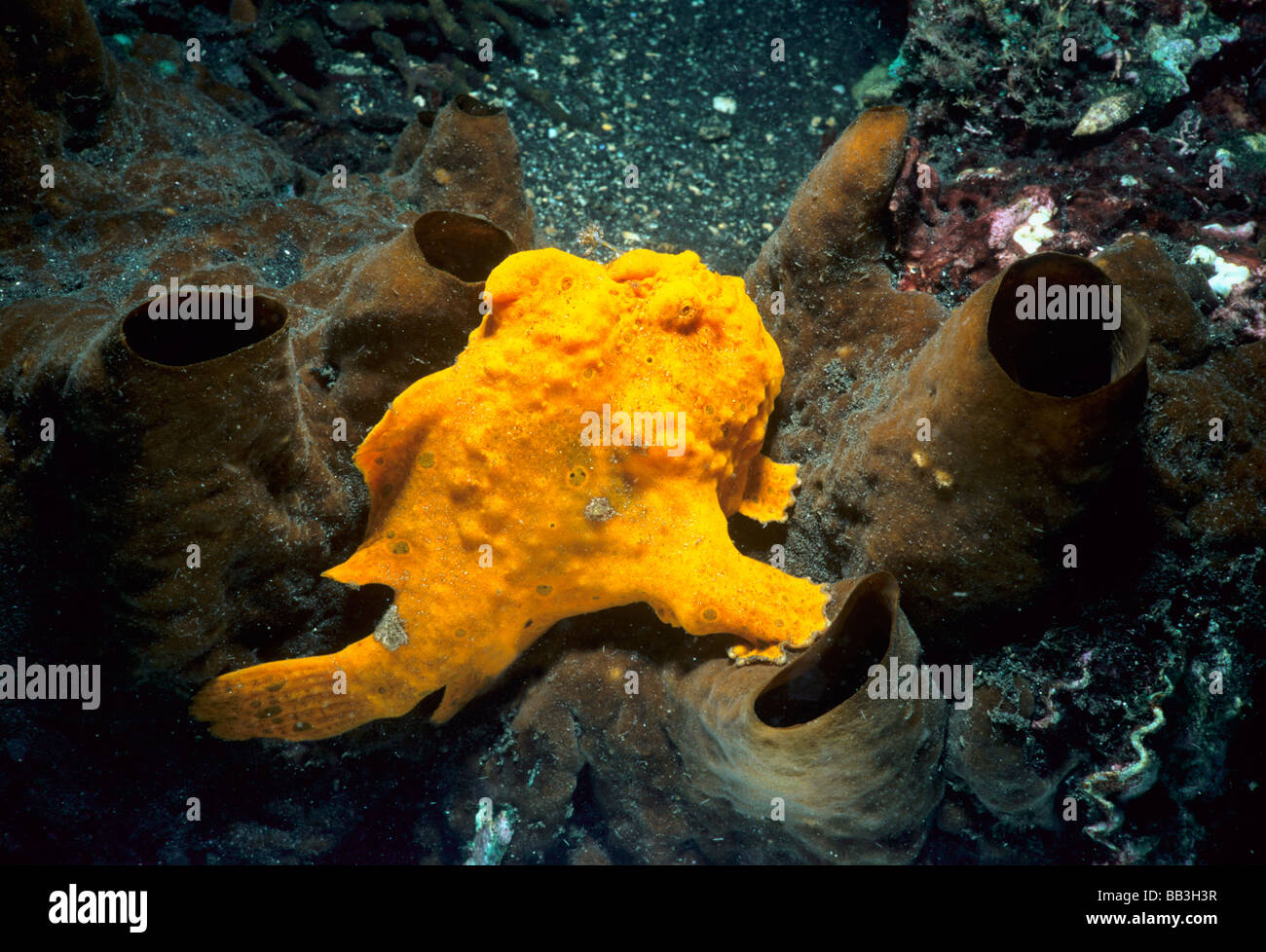 Anglerfisch Seeteufel Antennarius Coccineus auf Schwamm Haliclona Lembeh Strait Celebes-See Sulawesi Indonesien Stockfoto