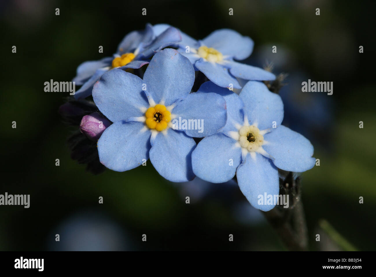 Vergessen-me-Not, Myosotis, Familie Boraginaceae Blumen in Nahaufnahme oder Makro-detail Stockfoto