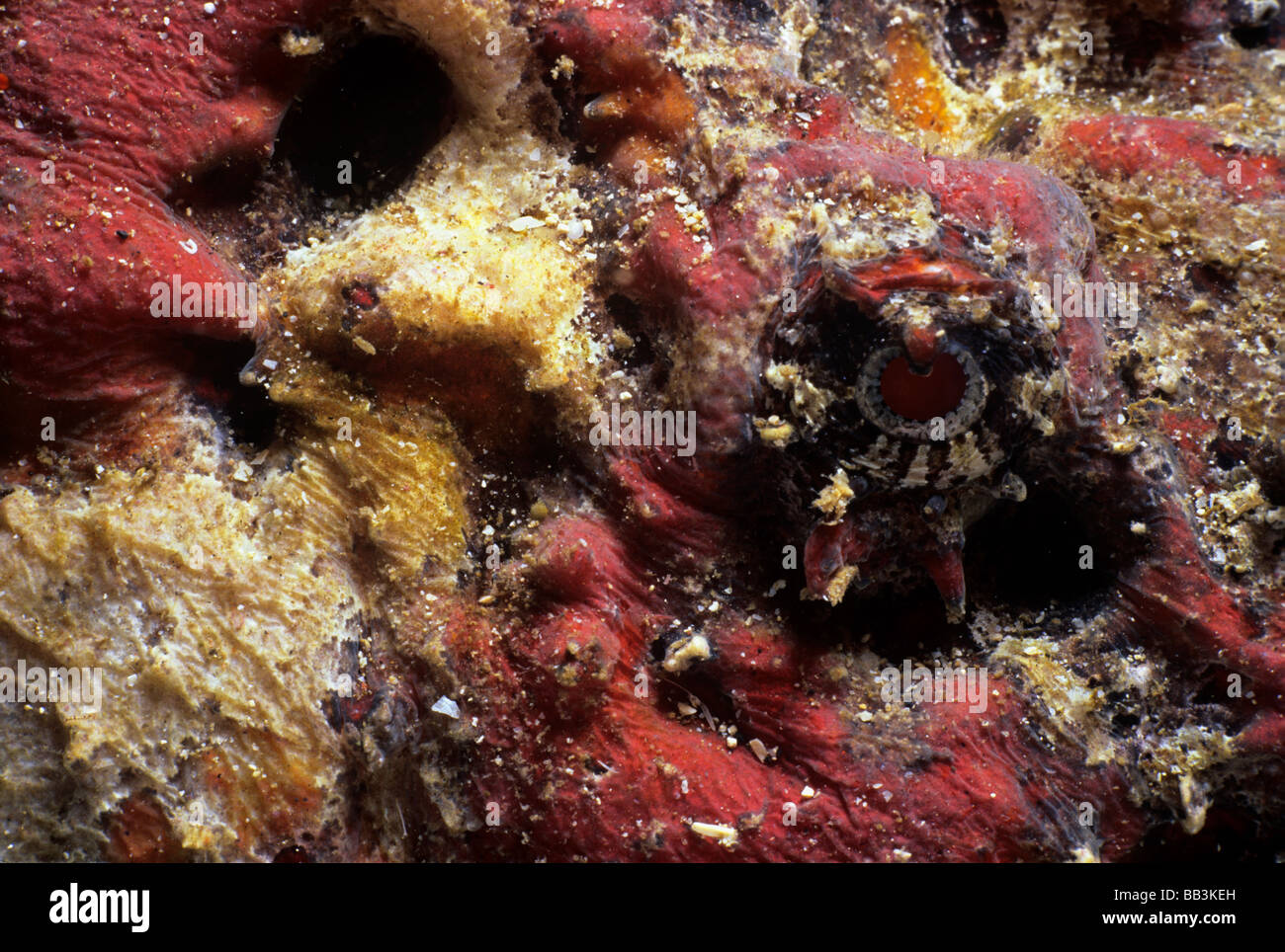 Riff Steinfische Synanceja verzweigt Haut- und Lembeh Strait Celebes-See Sulawesi Indonesien Stockfoto