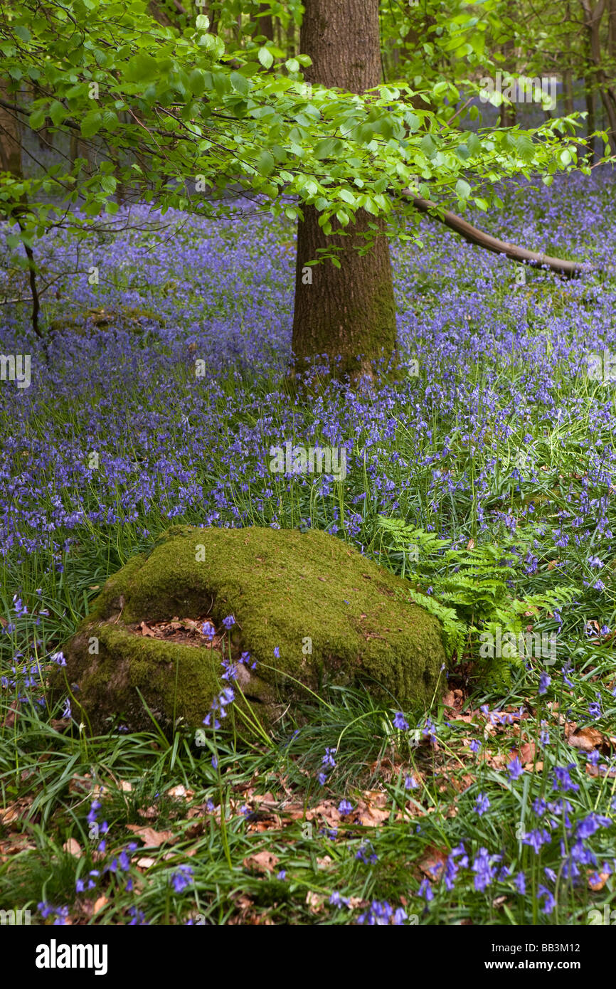 UK Gloucestershire Forest of Dean Upper Soudley Frühling Buche Wald Teppichboden in Glockenblumen Stockfoto