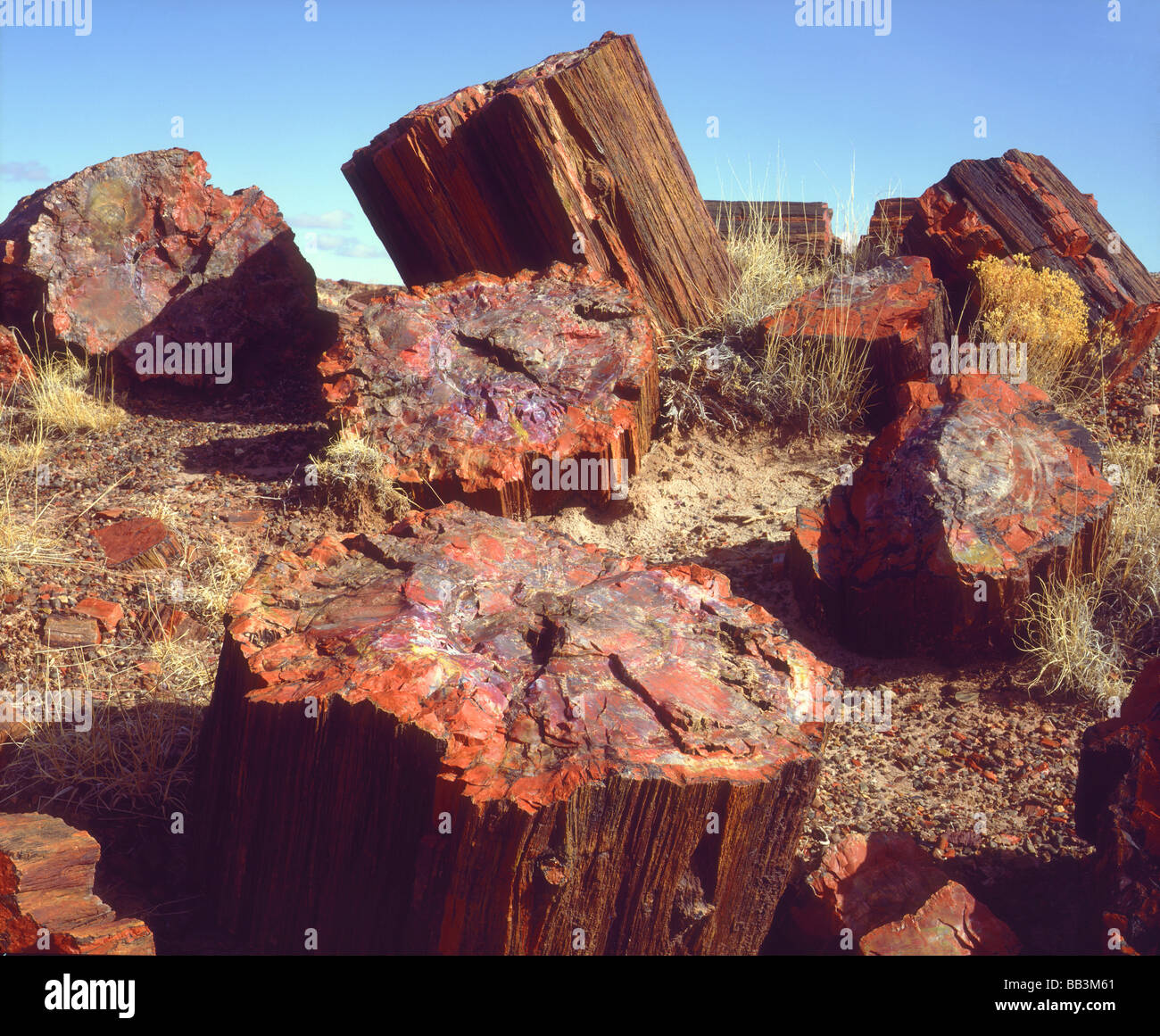 USA, Arizona, Petrified Forest Nationalpark. Nahaufnahme der versteinerten Stämme. Stockfoto