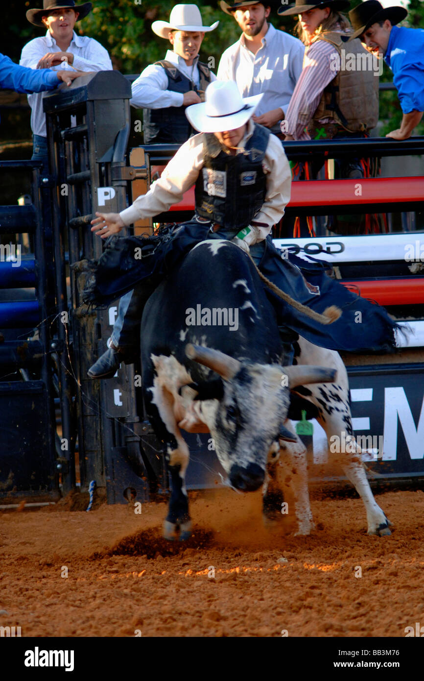 Rodeo Bull Rider Leistung in der Texas State Fair Rodeo arena Stockfoto