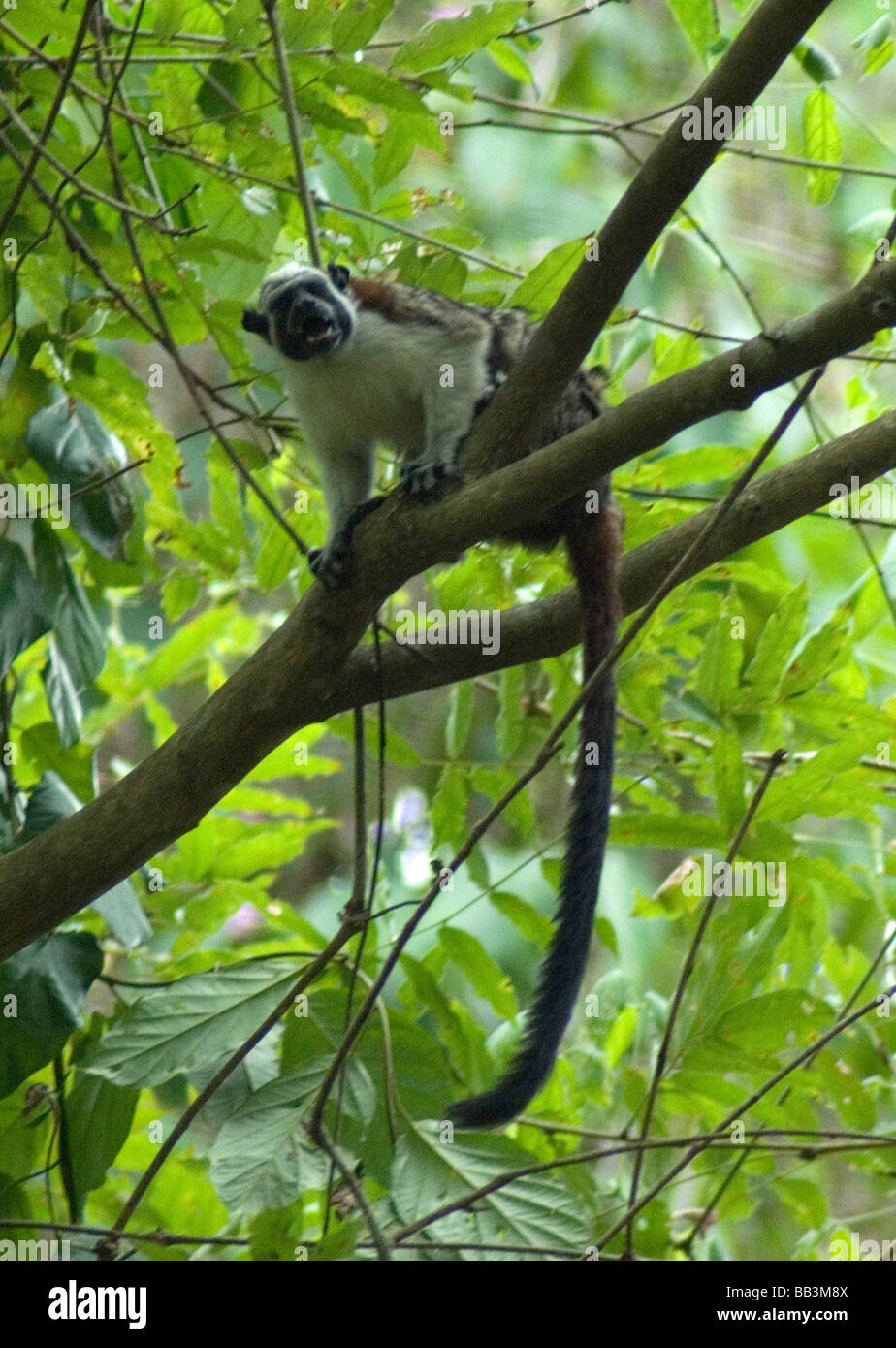 Eine männliche Totenkopfaffen wacht als eine Wache für die Truppe Stockfoto