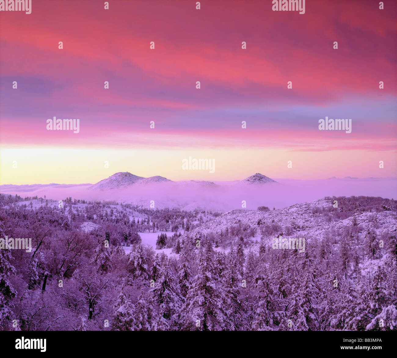 USA, Kalifornien, San Diego. Verschneite Bäume in die Laguna Mountains, Cleveland National Forest. Stockfoto