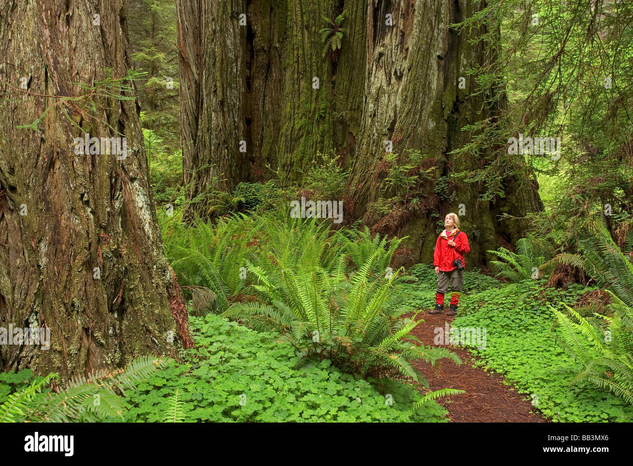 USA, California, Redwood National Park. Frau Wanderer blickt Sie auf Redwood-Bäume. Stockfoto