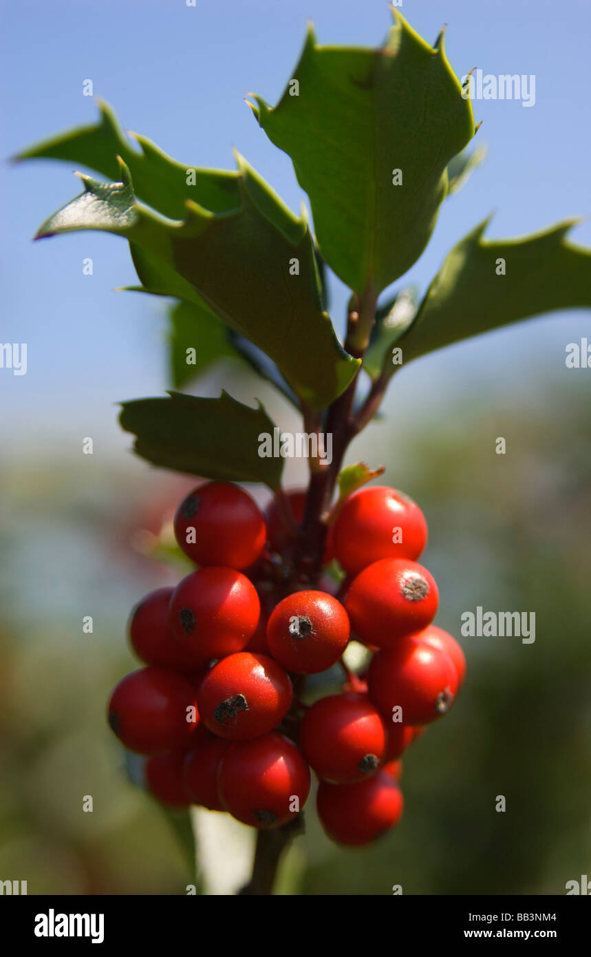 USA, New England, Massachusetts, Boylston, Tower Hill Botanischer Garten Beeren auf Stechpalme Stockfoto