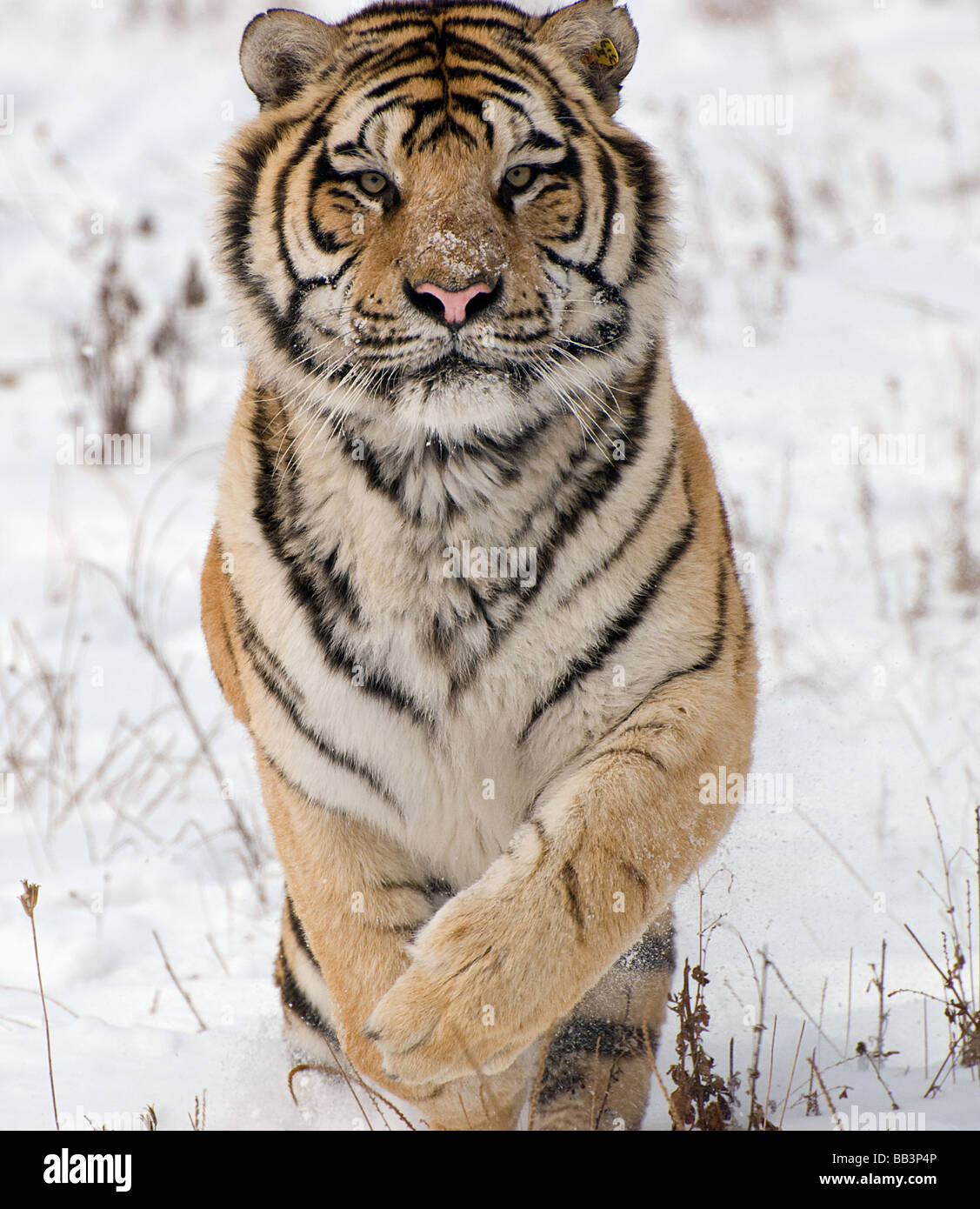 Ein sibirischer Tiger balanciert, um im Winterschnee von Harbin in China zu stürzen Stockfoto