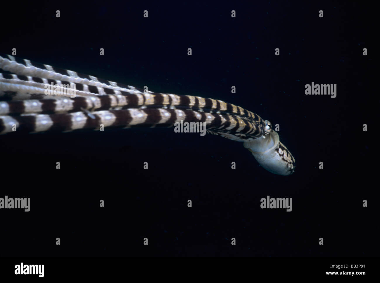 Mimic OctopusThaumoctopus Mimicus Lembeh Strait CelebesSee Sulawesi