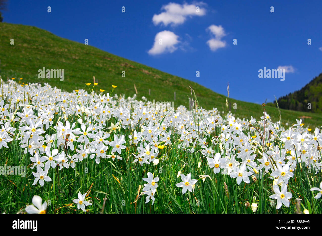 Bergwiese mit blühenden Narzissen Montreux Narzissen Narcissus Poeticus in der Nähe von Montreux, Waadt, Schweiz Stockfoto