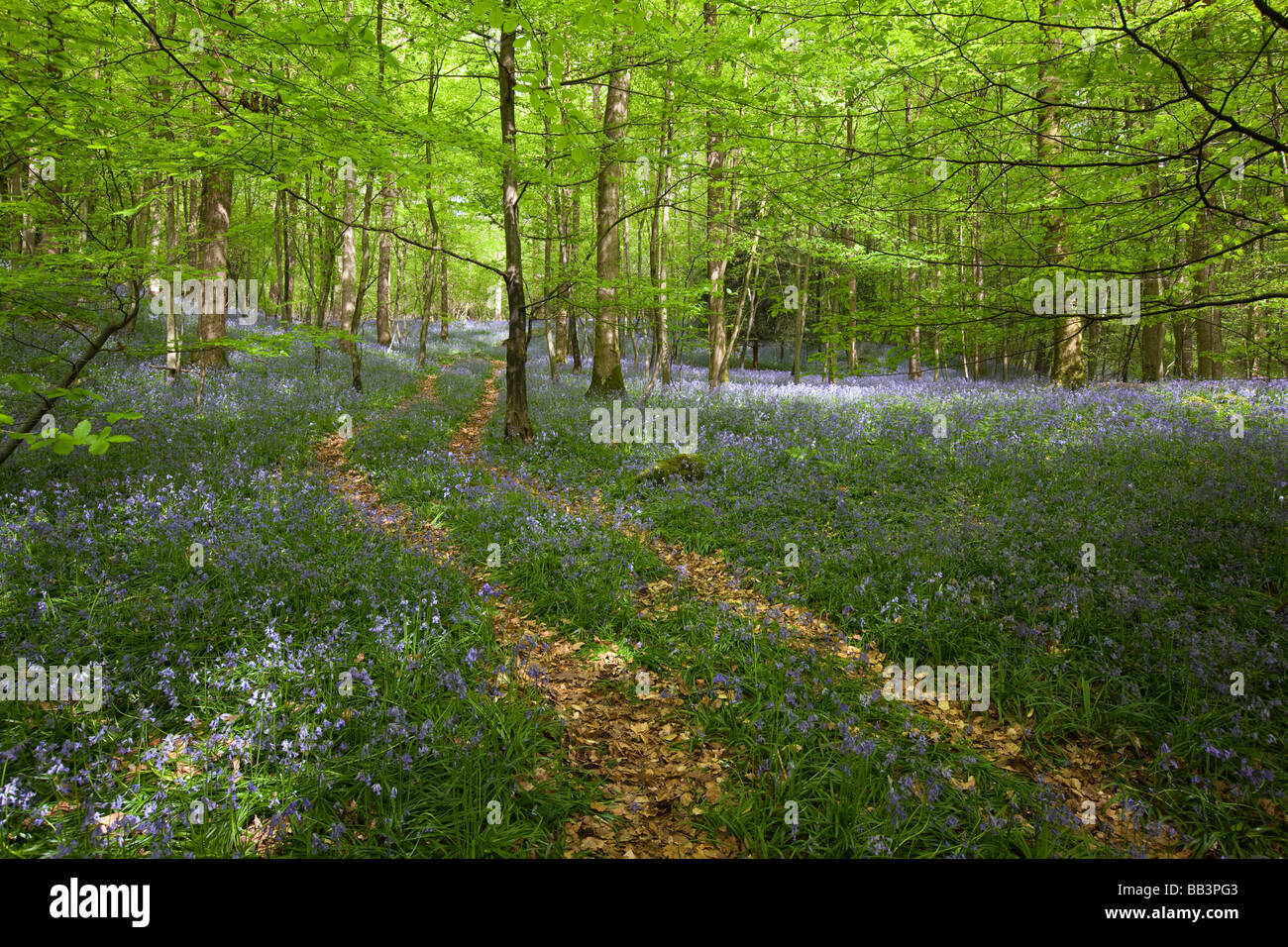 UK Gloucestershire Forest of Dean Upper Soudley Frühling Weg durch Buche Wald Teppichboden in Glockenblumen Stockfoto