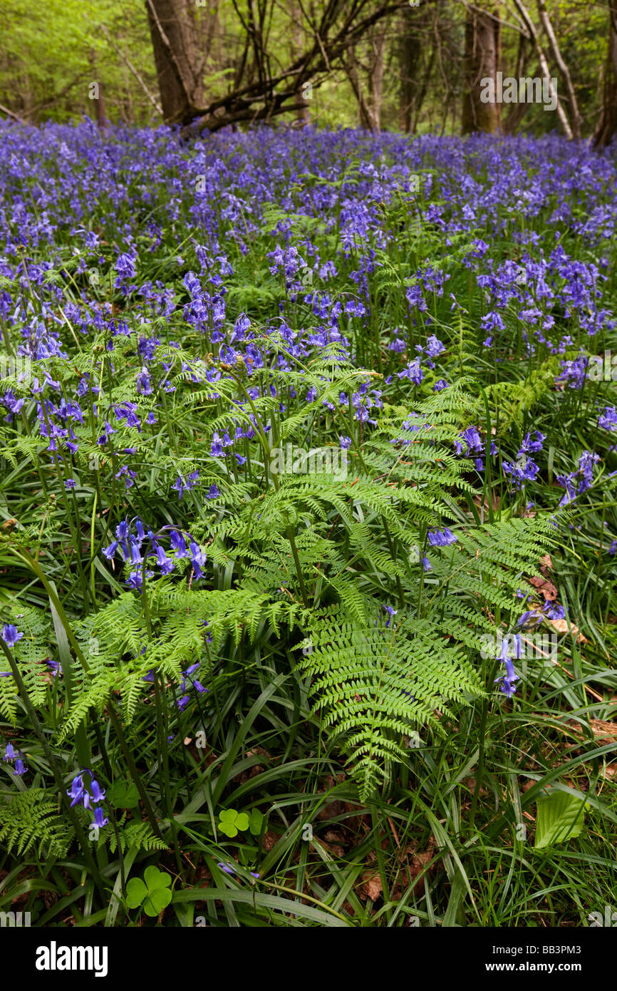 UK Gloucestershire Forest of Dean Upper Soudley Frühling Buche Wald Teppichboden in Glockenblumen Stockfoto