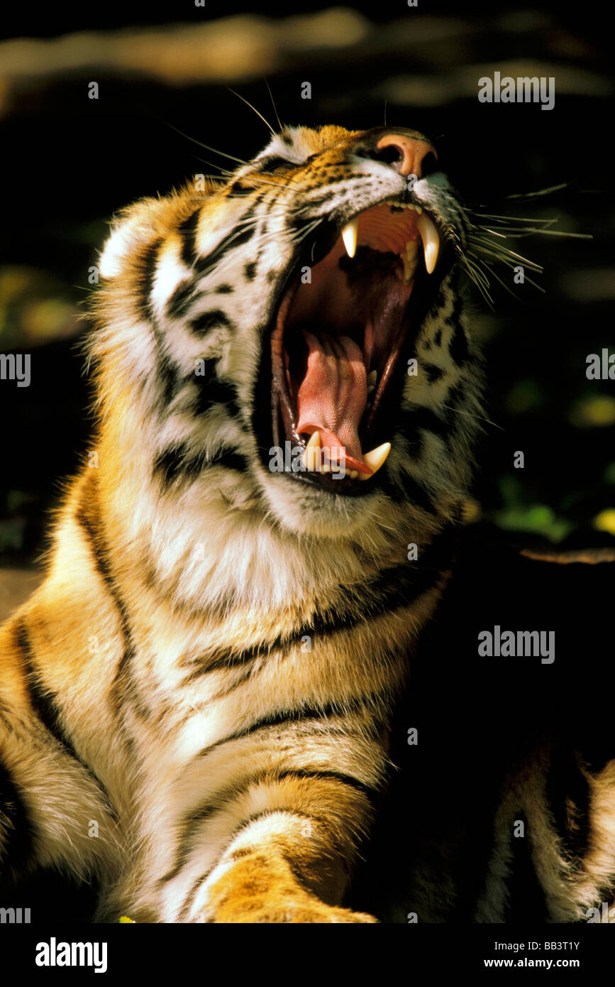 USA, Michigan, Detroit. Detroit Zoo, Tiger mit offenem Mund. Stockfoto