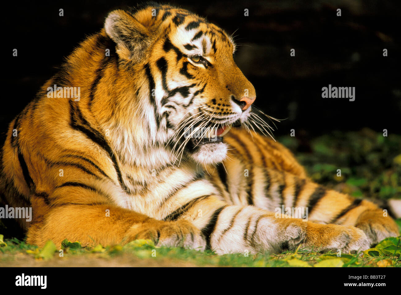 USA, Michigan, Detroit. Detroit Zoo, Tiger in Ruhe. Stockfoto