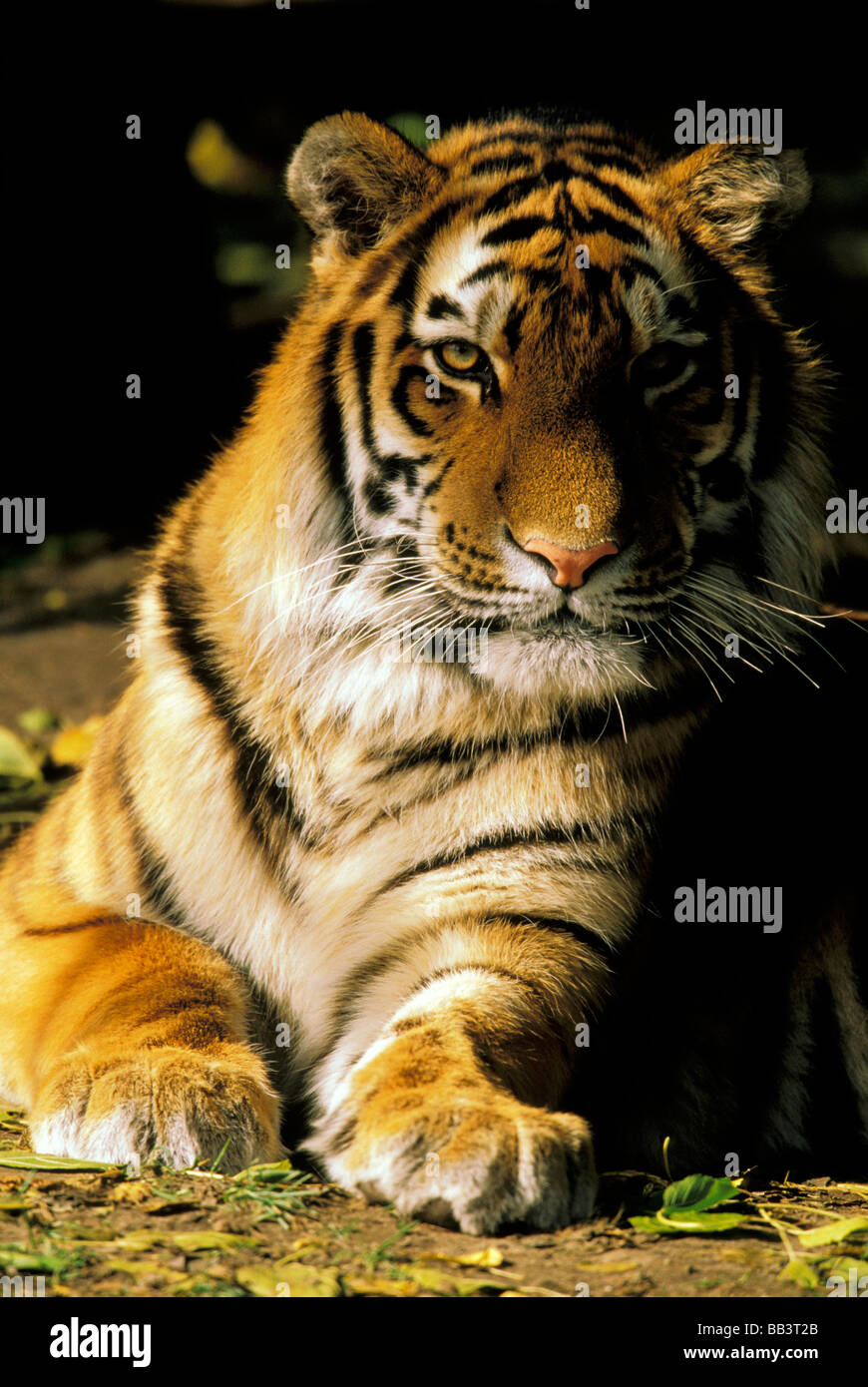 USA, Michigan, Detroit. Detroit Zoo, Tiger ruht. Stockfoto