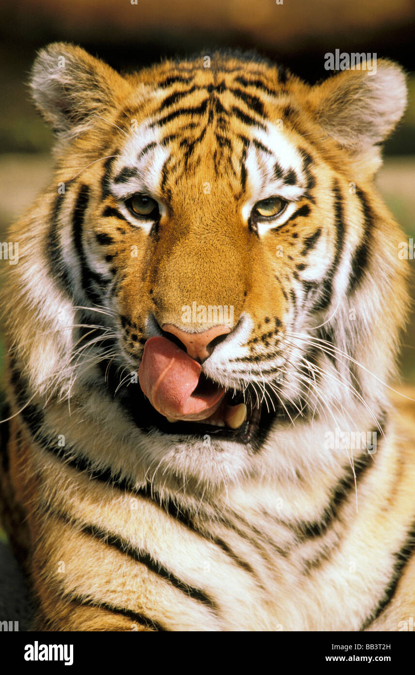 USA, Michigan, Detroit. Detroit Zoo, Tiger mit Zunge heraus. Stockfoto