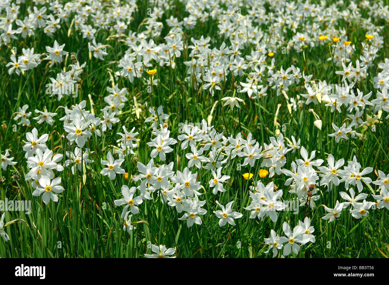 Bergwiese mit blühenden Narzissen Montreux Narzissen Narcissus Poeticus in der Nähe von Montreux, Waadt, Schweiz Stockfoto