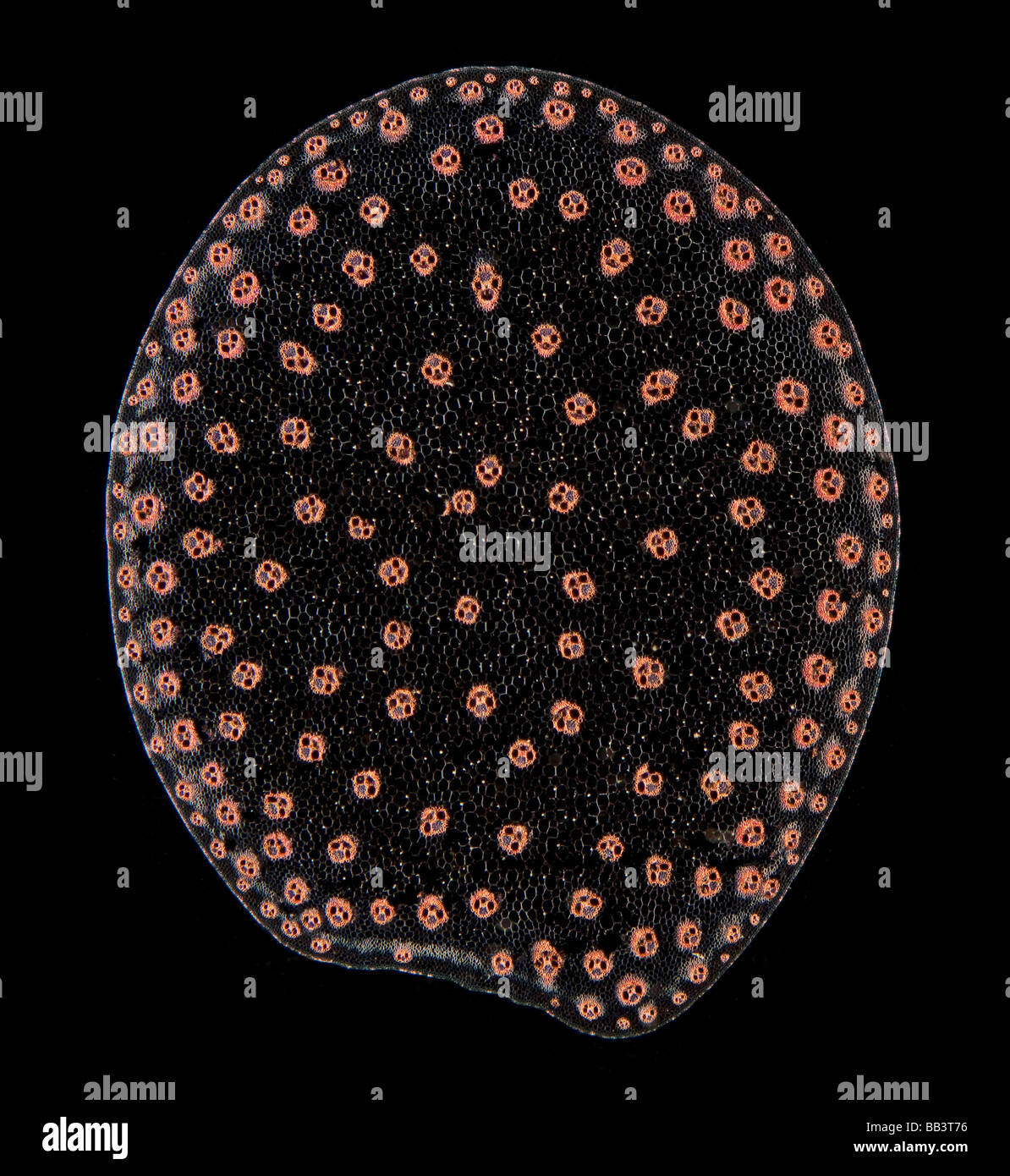 Zuckerrohr Saccharum Officinarum stammen T S Dunkelfeld Beleuchtung Mikrophotographie. gefärbten Objektträger Abschnitt. Stockfoto
