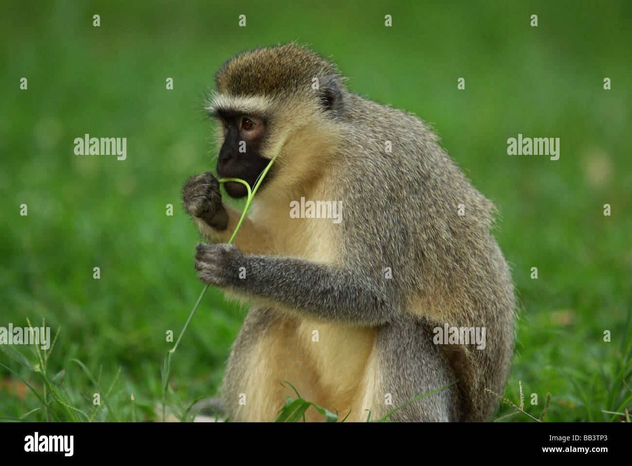 Vervet Affen - grüne aethiops Stockfoto