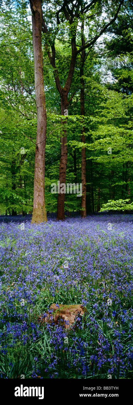 Bluebells im Mai im Forest of Dean Gloucestershire, England Stockfoto