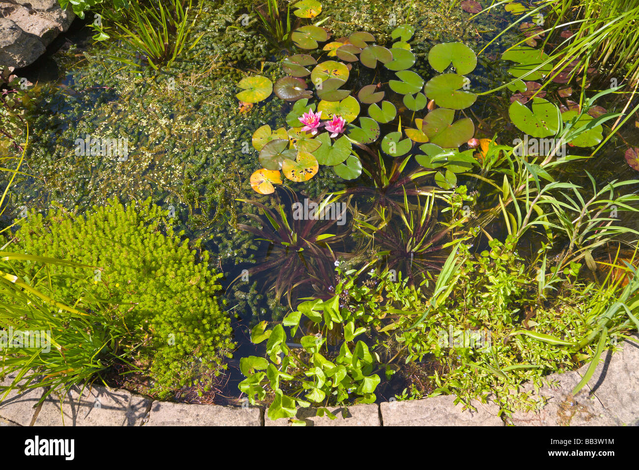 Gartenteich und Wasserpflanzen Stockfoto
