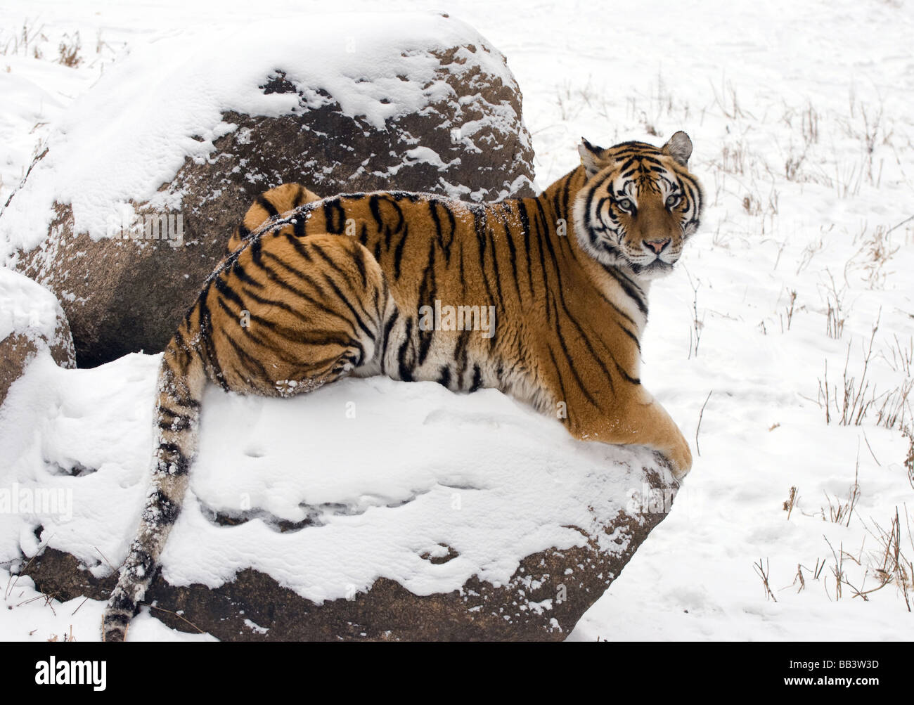 Ein männlicher sibirischer Tiger sitzen auf dem Schnee bedeckt Rock in Harbin, China. Stockfoto