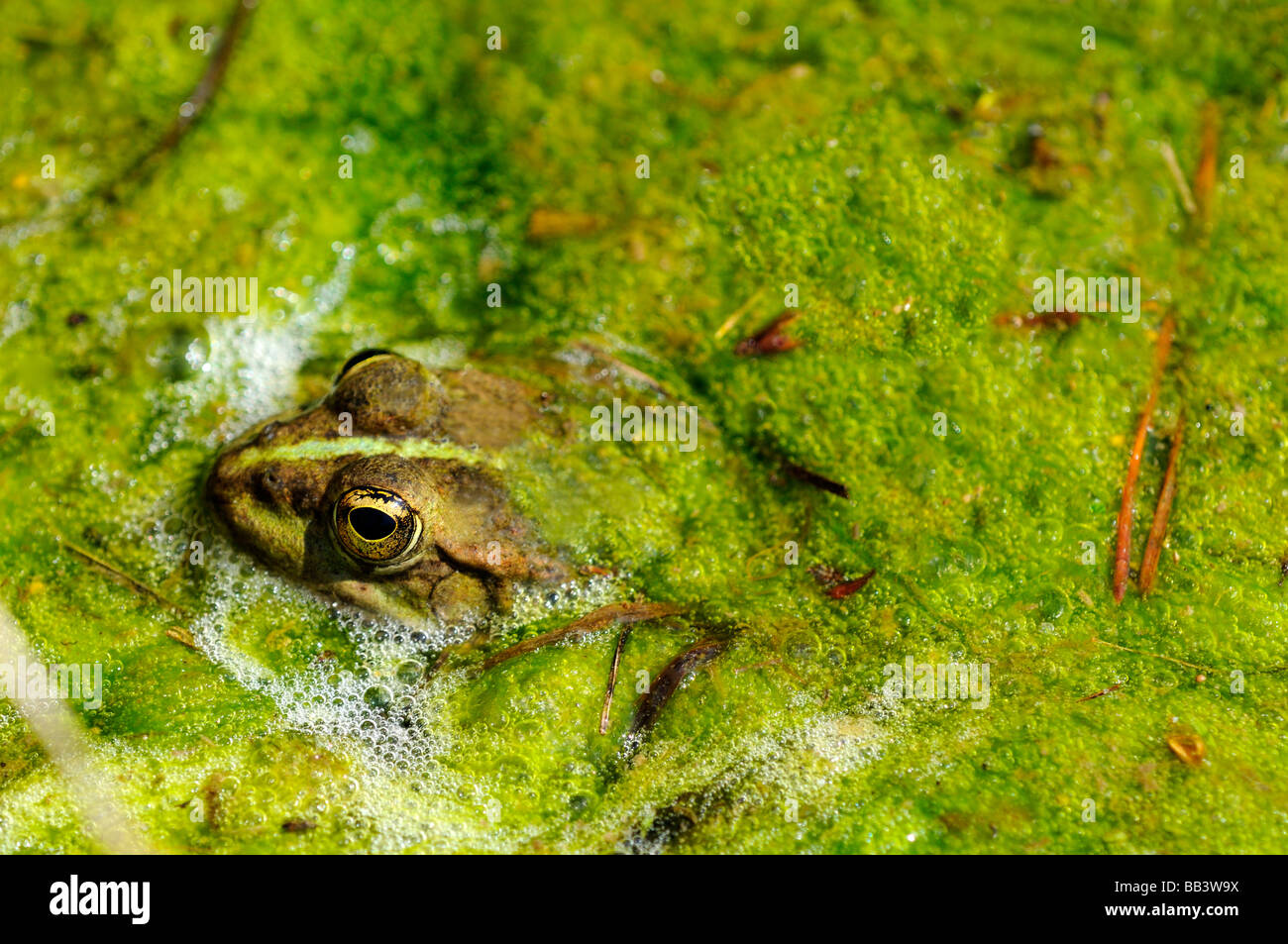 Essbare Frosch, Frosch Wasser, Rana Esculenta kl Stockfoto