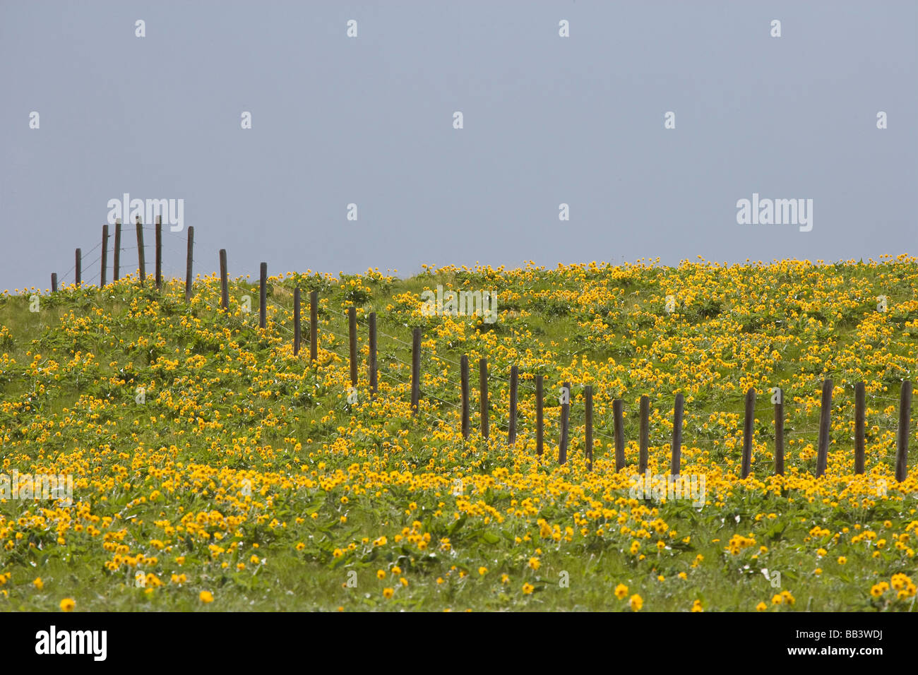 USA, Montana, Rocky Mountain Front. Balsamwurzel Wildblumen wachsen im Feld mit Zaun. Stockfoto