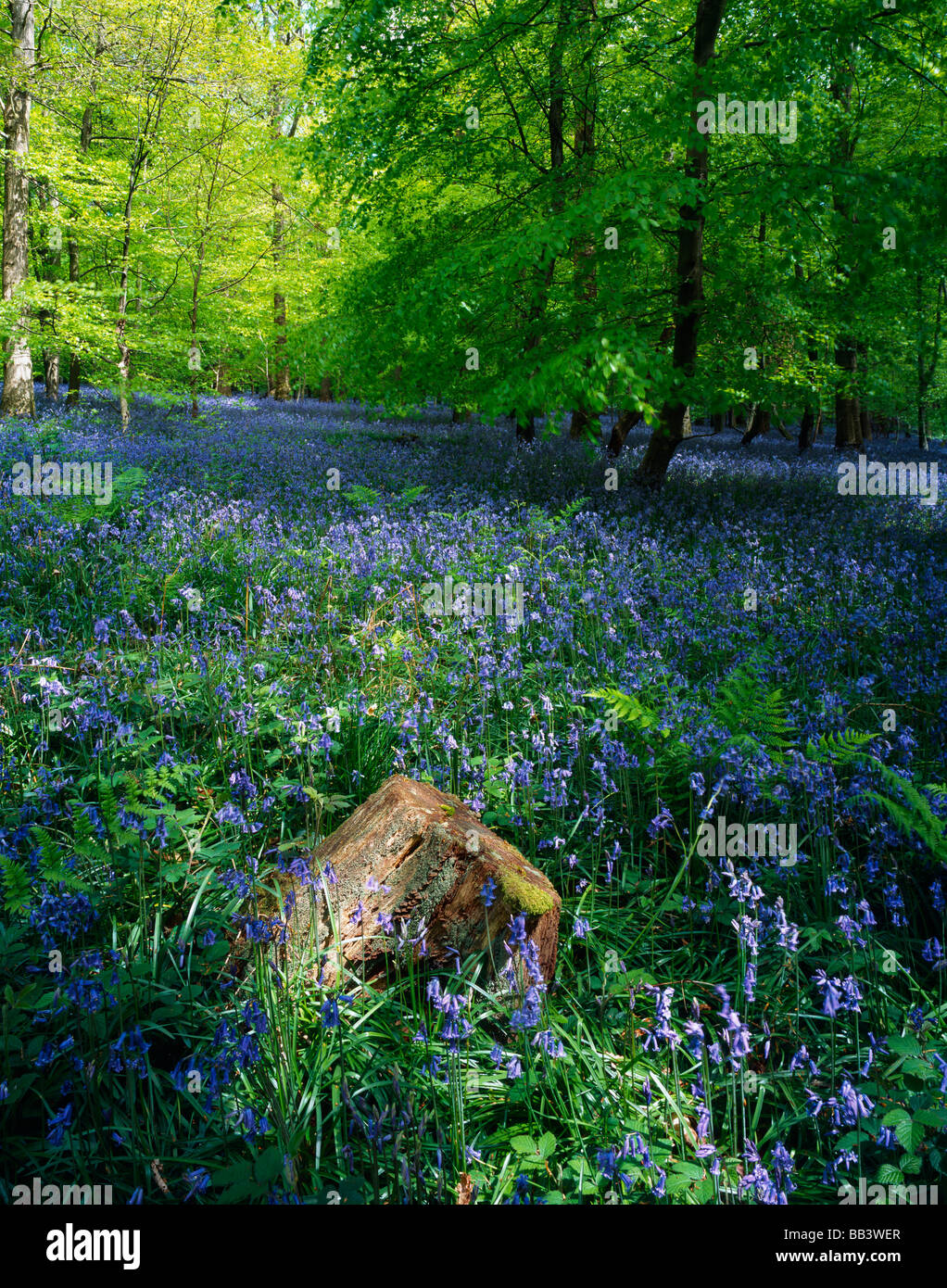 Bluebells im Mai im Forest of Dean Gloucestershire, England Stockfoto