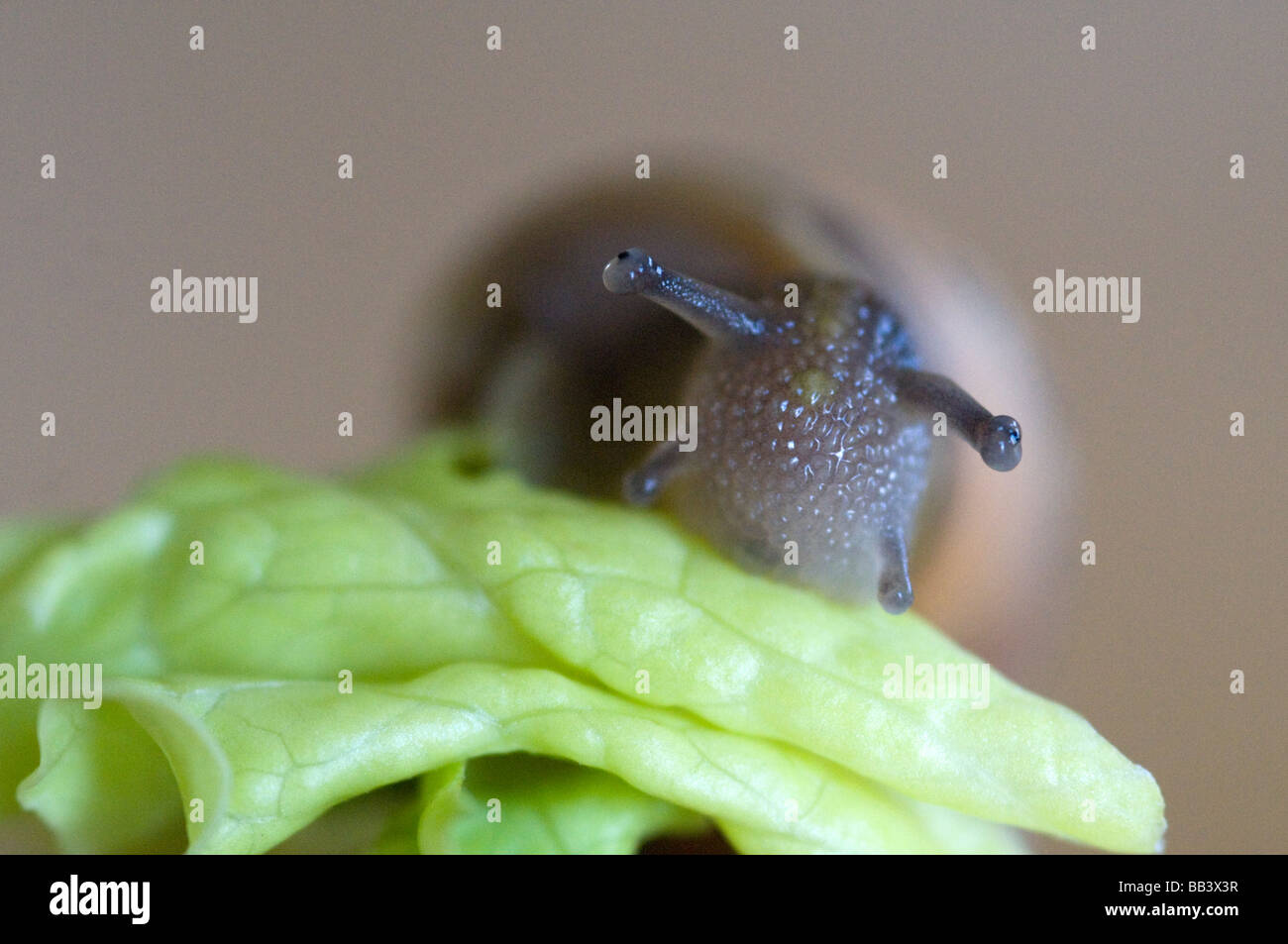 Schnecken essen Salat Makroaufnahme Stockfotografie Alamy