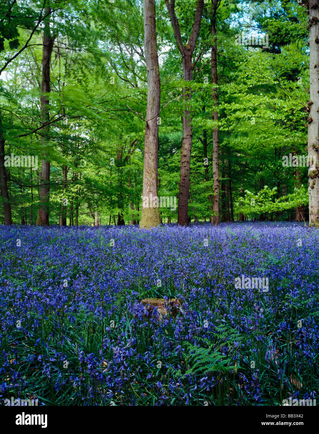 Bluebells im Mai im Forest of Dean Gloucestershire, England Stockfoto