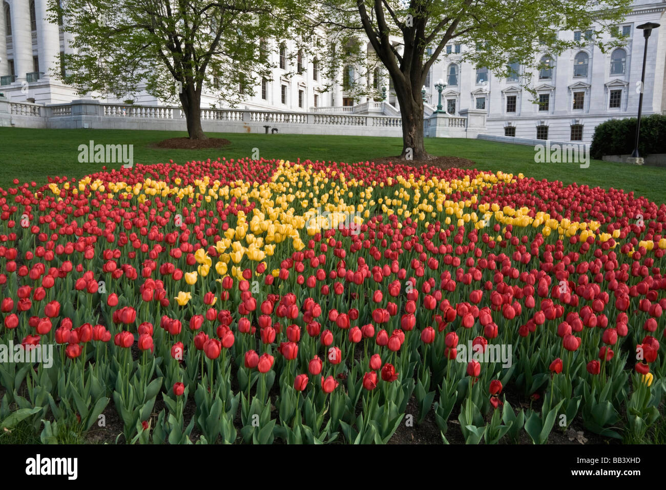 Tulpen vor State Capitol of Wisconsin Stockfoto