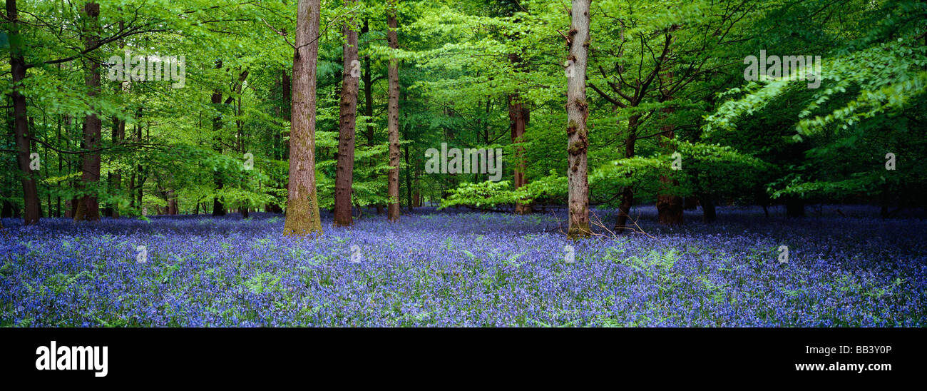 Bluebells im Mai im Forest of Dean Gloucestershire, England Stockfoto