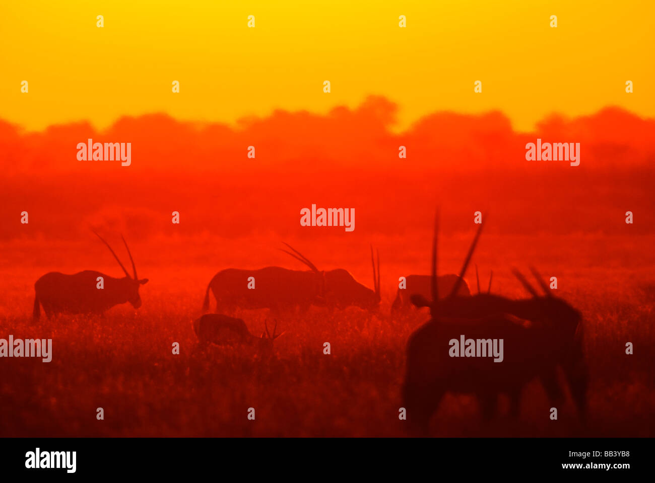 Orix und Springbok bei Sonnenuntergang auf dem Central Kalahari Park, Kalahari-Wüste, Botswana Stockfoto