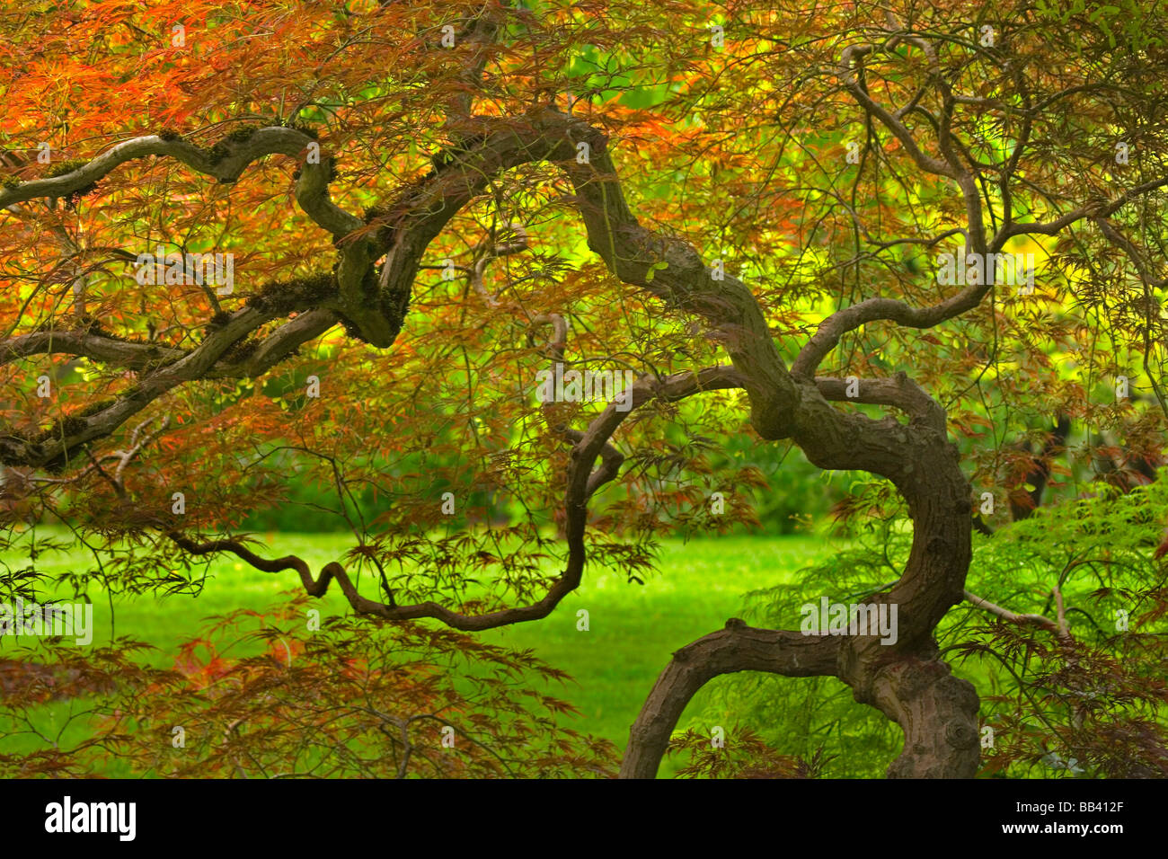 USA, Oregon, Salem. Dramatisch verdrehte japanischer Ahornbaum im Bush House Garten. Stockfoto