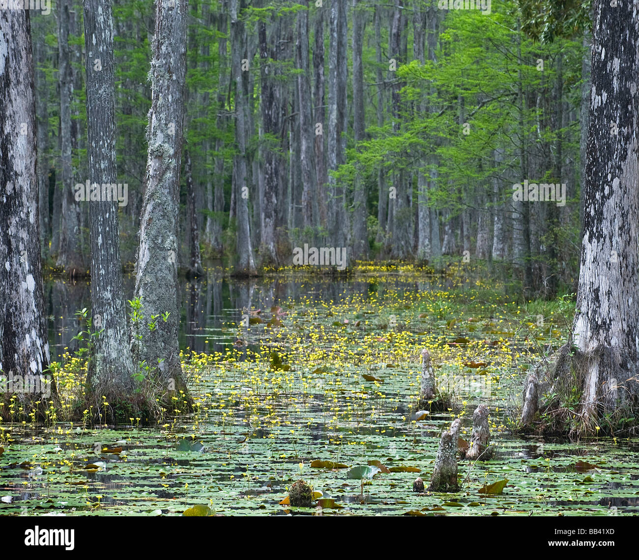 USA, South Carolina, Cypress Gardens. Stockfoto