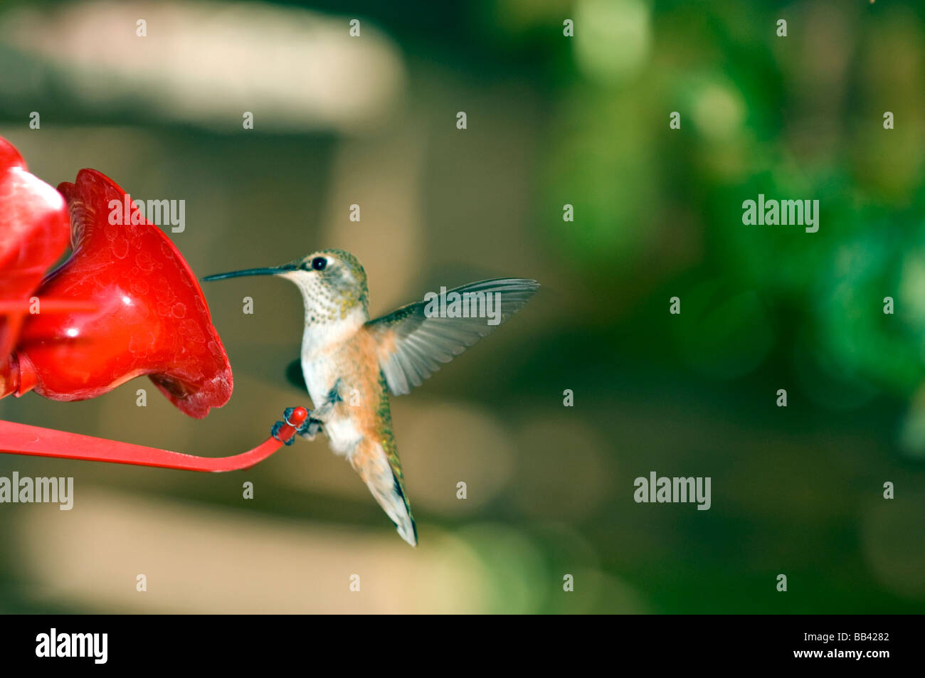 Rufous Kolibri, weibliche an feeder Stockfoto