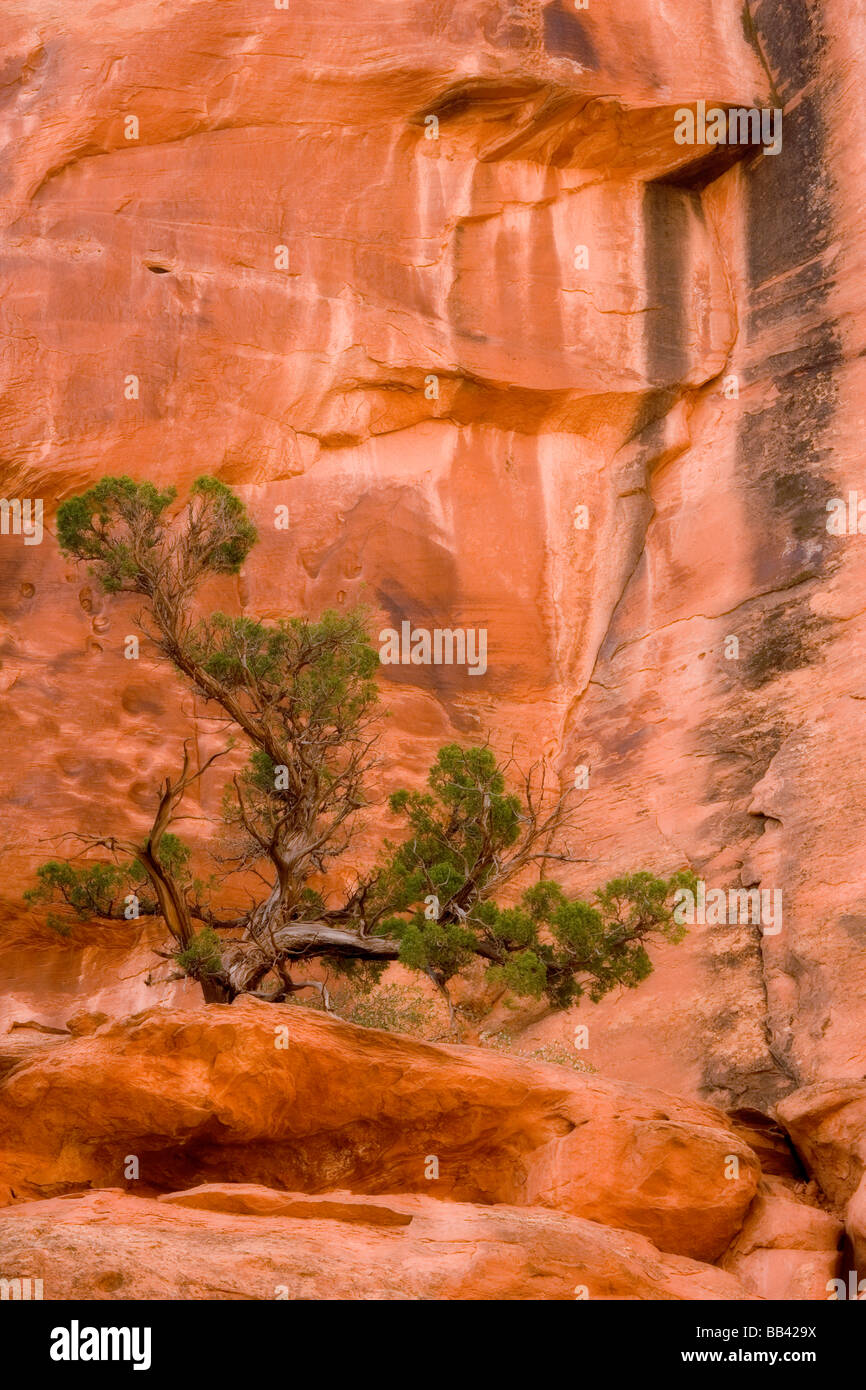 USA, Utah, Long Canyon. Ein Wacholder gegen rote Felsen. Stockfoto