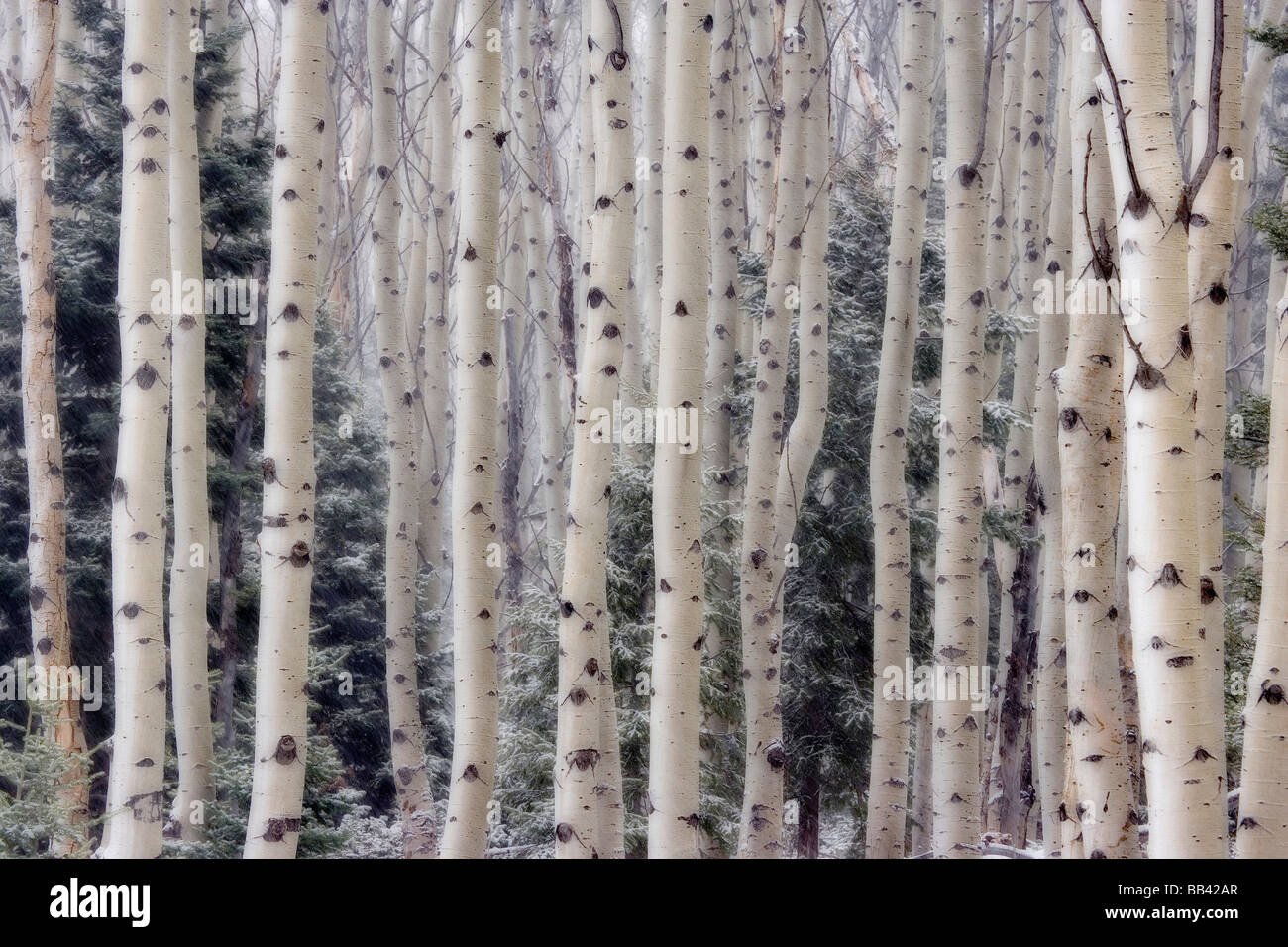 USA, Utah. Espe Bäume in Hells Backbone-Bereich. Stockfoto