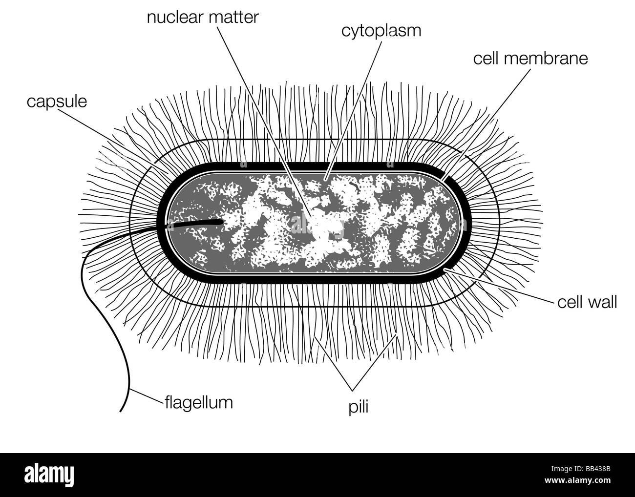 Schematische Zeichnung der Struktur einer typischen bakteriellen Zelle des Typs Bacillus. Stockfoto