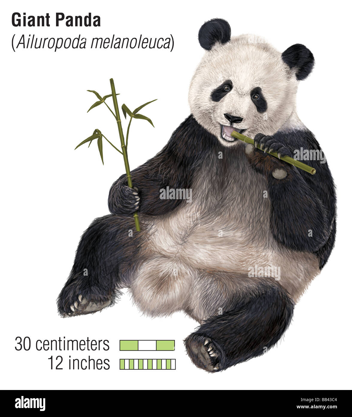 Panda (Ailuropoda lalage) Stockfoto