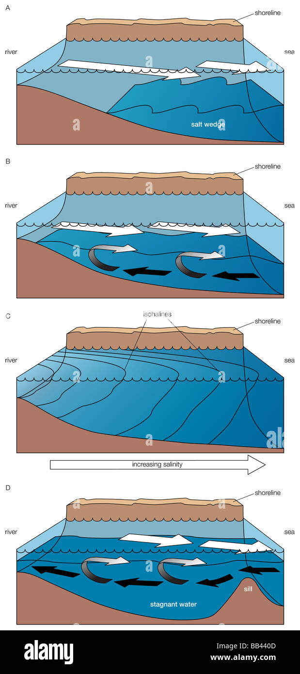 Vier Hauptarten von Flussmündungen: A) Salz Keil-Mündung, (B) teilweise gemischte Mündung, (C) vertikal homogene Mündung, Fjord (D). Stockfoto